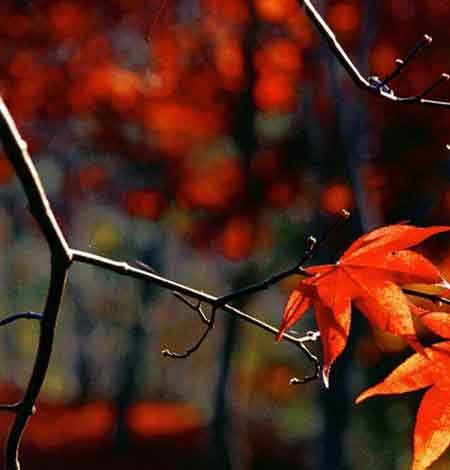 آهنگ ام دی آف داغونم