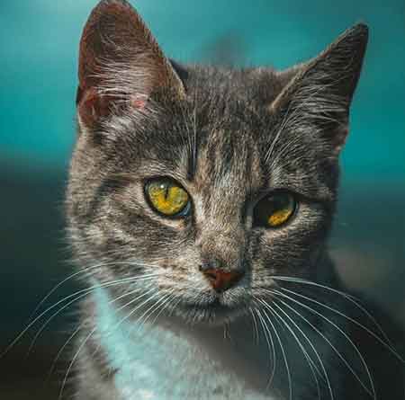 آهنگ زانکو یدونه گل