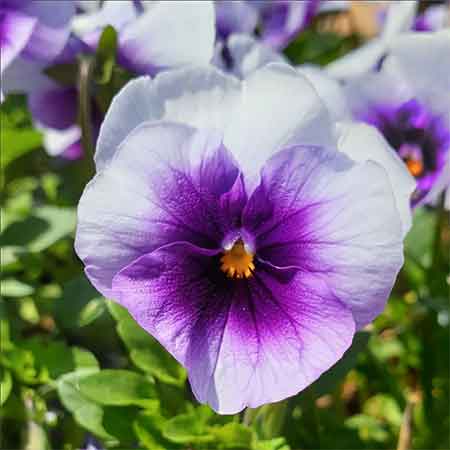 آهنگ مهراب چک
