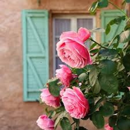 آهنگ امیر حسین جمعه زاده گل بختیاری