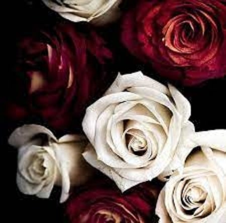 آهنگ داود معصومی بابا کوهی