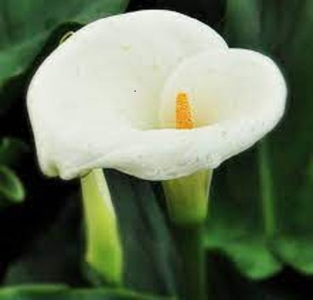 آهنگ علیرضا زارع امشب خرابم