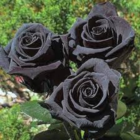 آهنگ امیر سیاوشی زمونه