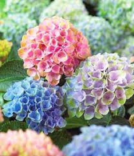 آهنگ ایمان توحیدی زندانی
