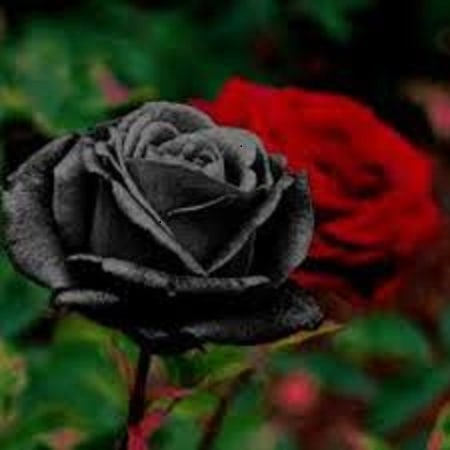 آهنگ مهدی ضمیری دارو ندارم رفیق
