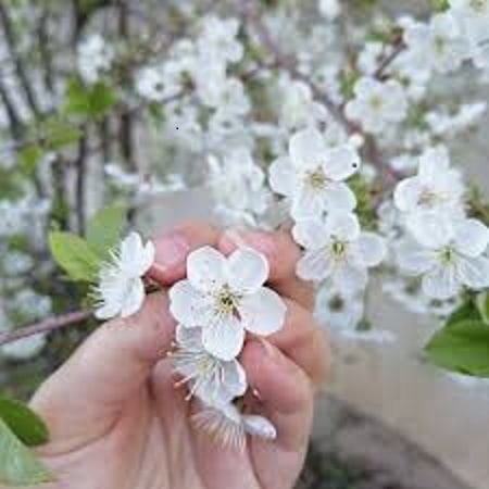 آهنگ عباس دشتی داداشی