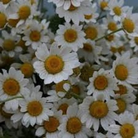 آهنگ علی برزنونی داداشی